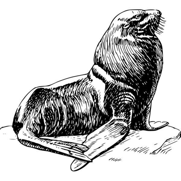 seal Thumbnail