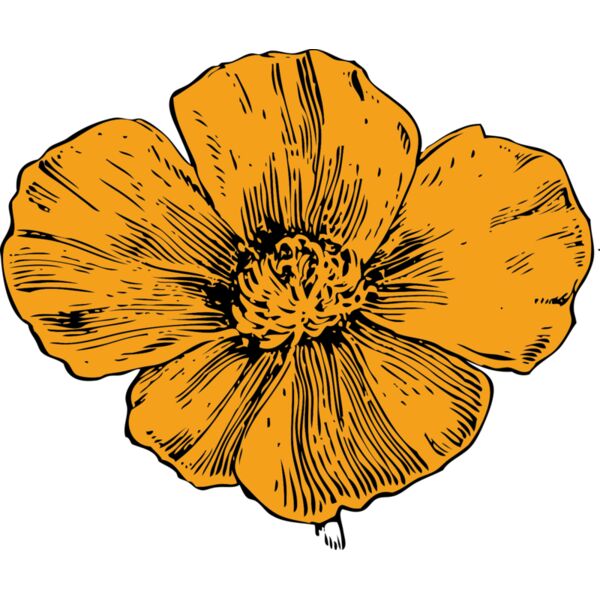 johnny automatic California poppy Thumbnail