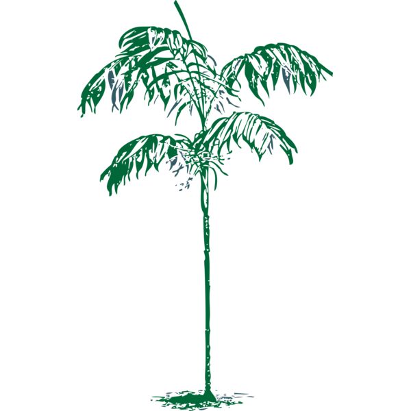 johnny automatic Chamaedorea Sartorii Thumbnail