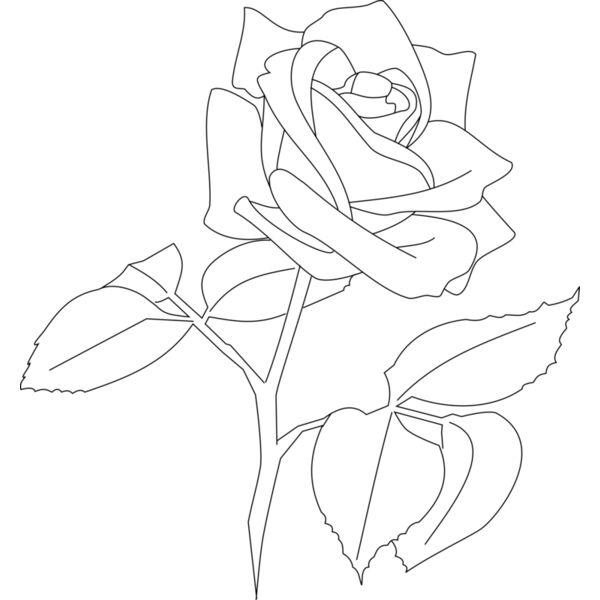 0093 aw rose orang  2  Thumbnail