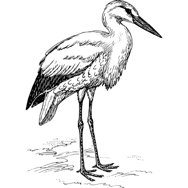 Stork  Thumbnail