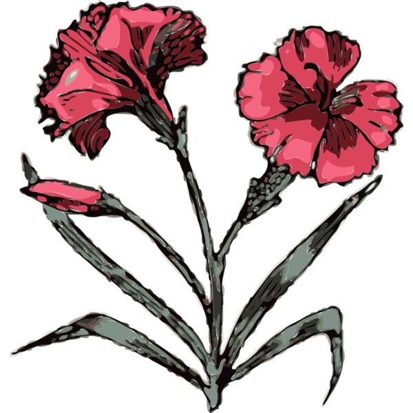 johnny automatic carnation Thumbnail