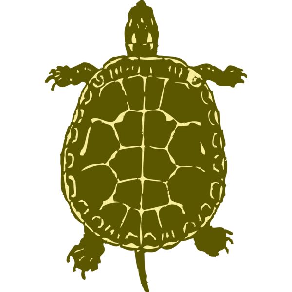 johnny automatic turtle Thumbnail