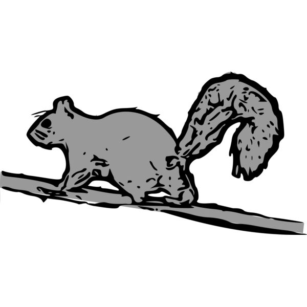 squirrel Thumbnail