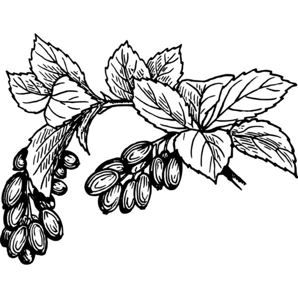 warszawianka Barberry Thumbnail