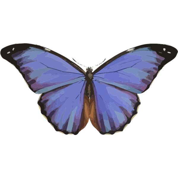 Morpho menelaus Thumbnail