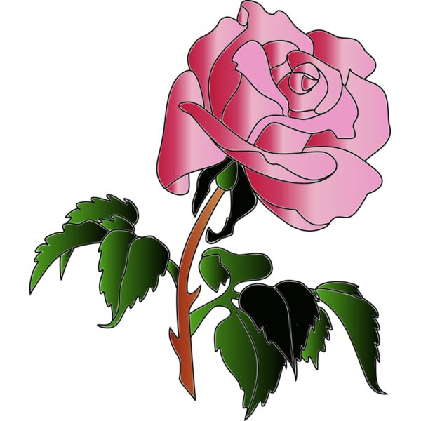 0016 aw rose070908 01 coloris  2  Thumbnail