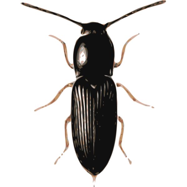 jbruce beetle  cardiophorus  Thumbnail