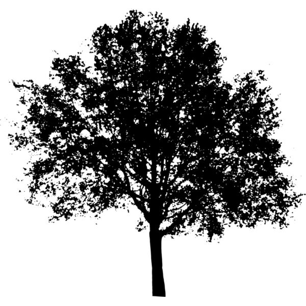 tree5 Thumbnail