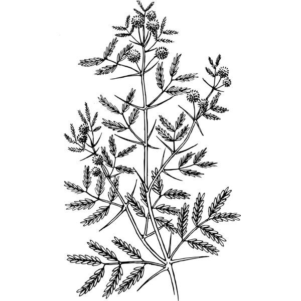 warszawianka Acacia Thumbnail