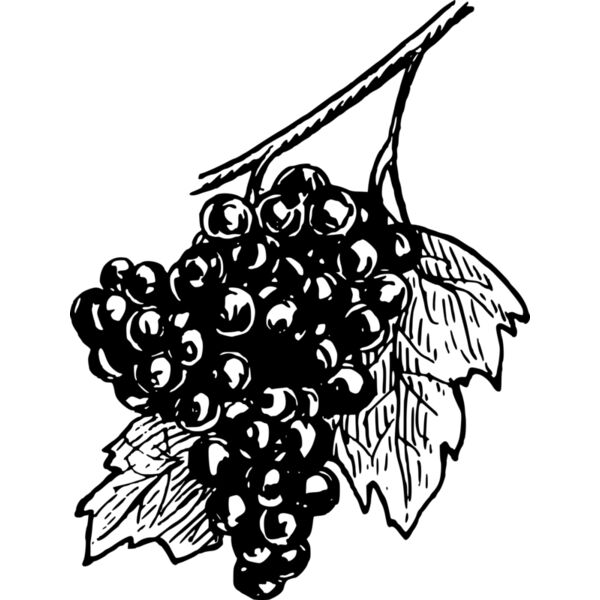 warszawianka Grapes Thumbnail