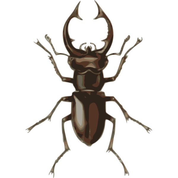 jbruce stag beetle  lucanus elephas  Thumbnail
