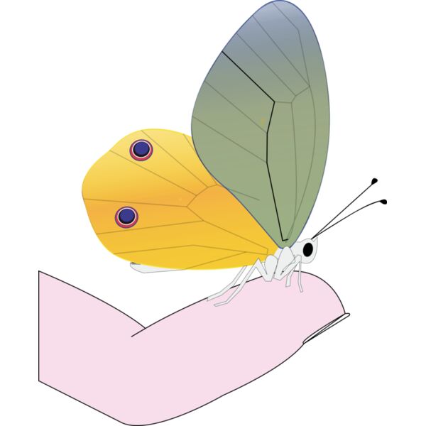 butterfly Thumbnail
