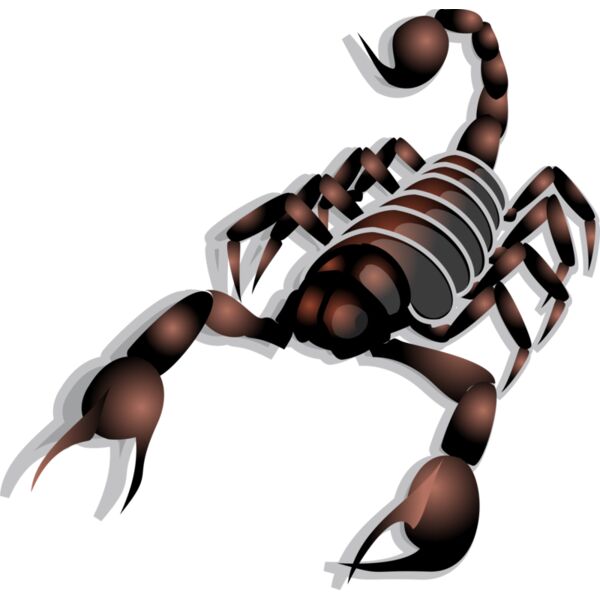 Anonymous Scorpion  2  Thumbnail