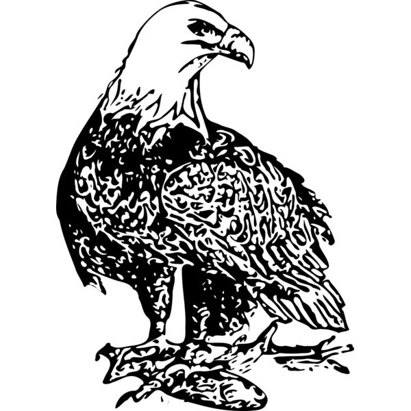 ryanlerch Bald Eagle 2 Thumbnail