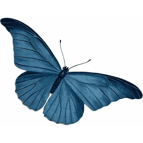 blue butterfly  4  Thumbnail