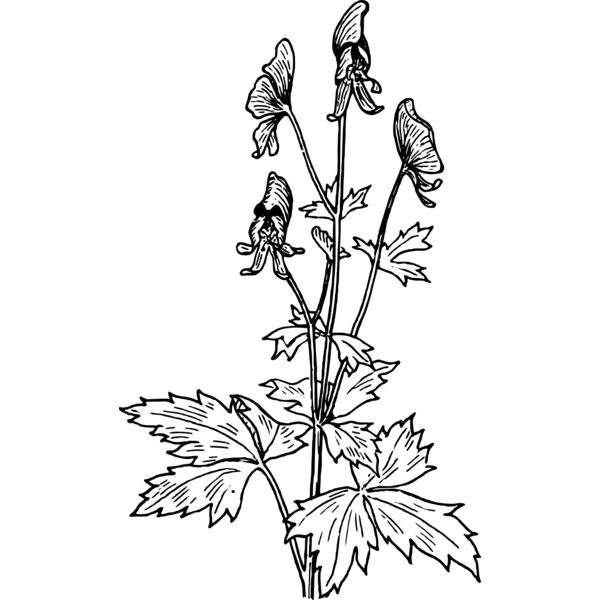 warszawianka Aconite Thumbnail