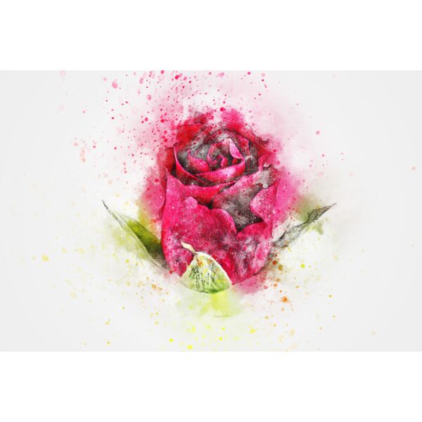 flower 2495215 Thumbnail