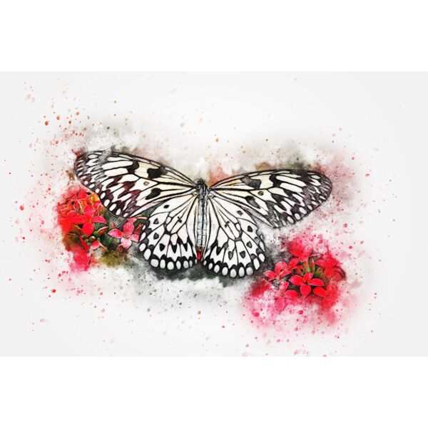 butterfly 2484682 Thumbnail